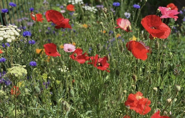 wild flowers at Arlesford Station Watercress Line