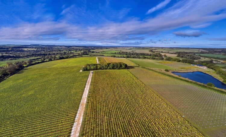 Pinglestone Estate Vineyard Tour
